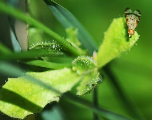 Sphenella marginata